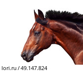 portrait of galloping sportive breed  horse isolated. Стоковое фото, агентство Ingram Publishing / Фотобанк Лори
