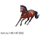 galloping bay sportive breed  horse isolated on white. Стоковое фото, агентство Ingram Publishing / Фотобанк Лори