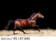 galloping sportive breed  horse isolated on black background. Стоковое фото, агентство Ingram Publishing / Фотобанк Лори