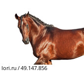 portrait of galloping sportive breed  horse in open manege. sunny morning. Стоковое фото, агентство Ingram Publishing / Фотобанк Лори