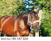  beautiful bay sportive stallion in blue halter  . sunny evening. Стоковое фото, агентство Ingram Publishing / Фотобанк Лори