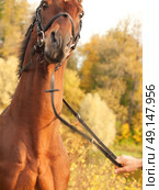 portrait of rearing  amazing breed  stallion . Стоковое фото, агентство Ingram Publishing / Фотобанк Лори