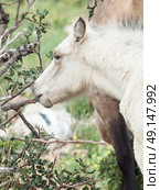 Gnawing cream foal. liberty. Israel. Стоковое фото, агентство Ingram Publishing / Фотобанк Лори