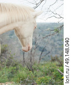 portrait of albino half-wild horse. Israel . Стоковое фото, агентство Ingram Publishing / Фотобанк Лори