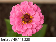 Top view of a single pink zinnia flower. Macrophotography. Стоковое фото, фотограф Роман Дзюбало / Фотобанк Лори