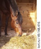 eating  bay horse in stable box. Стоковое фото, агентство Ingram Publishing / Фотобанк Лори