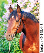 portrait of nice horse near lilac flower. Стоковое фото, агентство Ingram Publishing / Фотобанк Лори