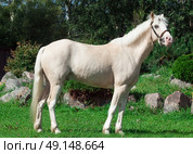  cream  welsh pony. Стоковое фото, агентство Ingram Publishing / Фотобанк Лори