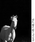 running cream rider pony at black background. Стоковое фото, агентство Ingram Publishing / Фотобанк Лори
