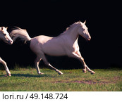 running cream ride pony at black background. Стоковое фото, агентство Ingram Publishing / Фотобанк Лори