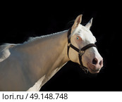 portrait of cream ride pony at black background. Стоковое фото, агентство Ingram Publishing / Фотобанк Лори