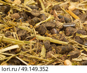 ligth muesli  with herbs for horse background. macro. Стоковое фото, агентство Ingram Publishing / Фотобанк Лори