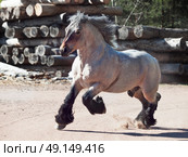 Running brabant stallion. Стоковое фото, агентство Ingram Publishing / Фотобанк Лори