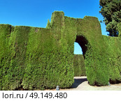 cut  bush in gardens of Alhambra, Granada, Spain. Стоковое фото, агентство Ingram Publishing / Фотобанк Лори