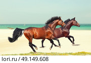 galloping beautiful  breed  horses at sea beach. Spain. Стоковое фото, агентство Ingram Publishing / Фотобанк Лори