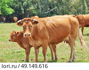  little red calve with  his mother. Andalucia, Spain. Стоковое фото, агентство Ingram Publishing / Фотобанк Лори