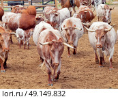 herd of red spanish cows with calves. Spain, Andalusia. Стоковое фото, агентство Ingram Publishing / Фотобанк Лори