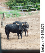 Fighting bulles in paddock  from Spain. Black bulles . Стоковое фото, агентство Ingram Publishing / Фотобанк Лори