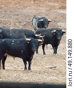 Fighting bulles in paddock  from Spain. Black bulles . Стоковое фото, агентство Ingram Publishing / Фотобанк Лори