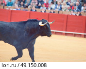 Fighting bull  from Spain. Black young bull . Стоковое фото, агентство Ingram Publishing / Фотобанк Лори