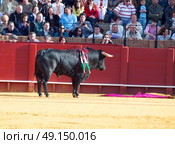 SEVILLA - MAY 20: Spain. Fighting  black young bull  at arena, on May 20, 2012 in Sevilla, Spain  . Редакционное фото, агентство Ingram Publishing / Фотобанк Лори