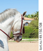 portrait of Andalusian white horse in movement. Spain. Стоковое фото, агентство Ingram Publishing / Фотобанк Лори