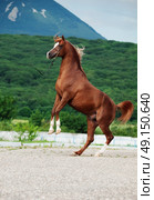 arabian chestnut stallion rearing. at mountain background. Стоковое фото, агентство Ingram Publishing / Фотобанк Лори