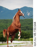 arabian chestnut stallion rearing. at mountain background. Стоковое фото, агентство Ingram Publishing / Фотобанк Лори