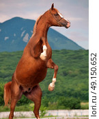 An arabian horse rearing. close up. Стоковое фото, агентство Ingram Publishing / Фотобанк Лори