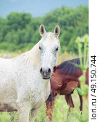  purebred speckle - gray arabian mare at the pasture. Стоковое фото, агентство Ingram Publishing / Фотобанк Лори