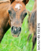 arabian foal with mom in the meadow. Стоковое фото, агентство Ingram Publishing / Фотобанк Лори