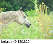 portrait of purebred speckle - gray arabian mare at the pasture. cloudy day. Стоковое фото, агентство Ingram Publishing / Фотобанк Лори