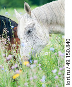 purebred speckle - gray arabian mares at the pasture. Стоковое фото, агентство Ingram Publishing / Фотобанк Лори