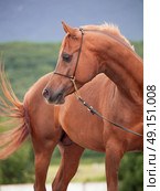 portrait of  show sorrel  arabian stallion. Стоковое фото, агентство Ingram Publishing / Фотобанк Лори