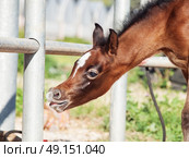 portrait of beautiful inquisitive arabian foal. Israel. Стоковое фото, агентство Ingram Publishing / Фотобанк Лори