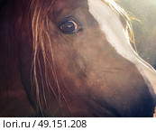 art portrait of arabian horse inside of stable. close up. Стоковое фото, агентство Ingram Publishing / Фотобанк Лори