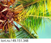 coconuts on the palm tree. Стоковое фото, агентство Ingram Publishing / Фотобанк Лори