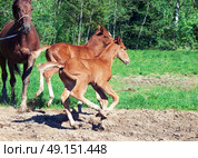 little  chestnut foals of sportive breed. Стоковое фото, агентство Ingram Publishing / Фотобанк Лори