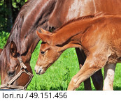 Mare and foal. Стоковое фото, агентство Ingram Publishing / Фотобанк Лори