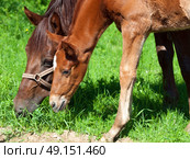 little  chestnut foal with mom. Стоковое фото, агентство Ingram Publishing / Фотобанк Лори