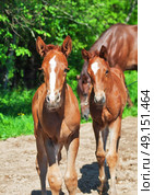 little  chestnut foals of sportive breed. Стоковое фото, агентство Ingram Publishing / Фотобанк Лори