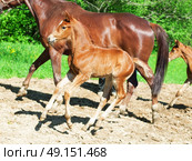 little  chestnut foals in movement. Стоковое фото, агентство Ingram Publishing / Фотобанк Лори
