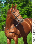 Motion portrait of chestnut Trakehner stallion . Стоковое фото, агентство Ingram Publishing / Фотобанк Лори