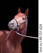 portrait of sorrel Trakehner stallion on black background. Стоковое фото, агентство Ingram Publishing / Фотобанк Лори