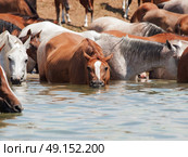 drinking arabian herd in the lake. sunny day. Стоковое фото, агентство Ingram Publishing / Фотобанк Лори