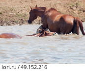 arabian mares in the lake at liberty. sunny day. Стоковое фото, агентство Ingram Publishing / Фотобанк Лори