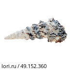 a conch isolated on white. Стоковое фото, агентство Ingram Publishing / Фотобанк Лори