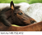 trotter foal in the meadow. Стоковое фото, агентство Ingram Publishing / Фотобанк Лори