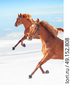 amazing sorrel horses in movement at blue  sky background sunny winter day. Стоковое фото, агентство Ingram Publishing / Фотобанк Лори