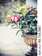 Pretty Rhododendron blooming in urn planter on terrace or balcony. Patio container gardening with Rhododendron , front view. Стоковое фото, агентство Ingram Publishing / Фотобанк Лори